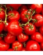 Buy onlinetomato powder